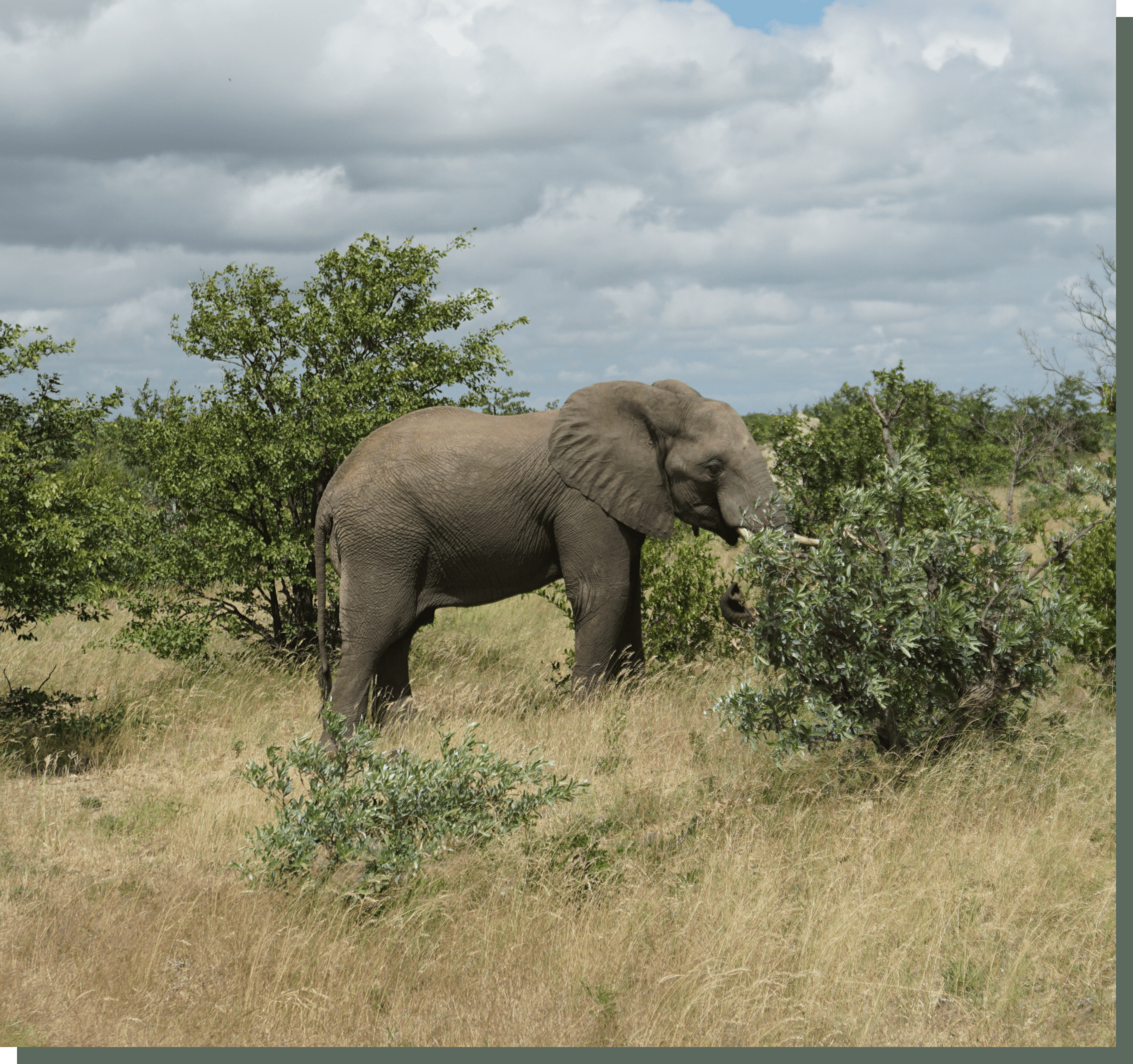 Elefant der big five in Südafrika